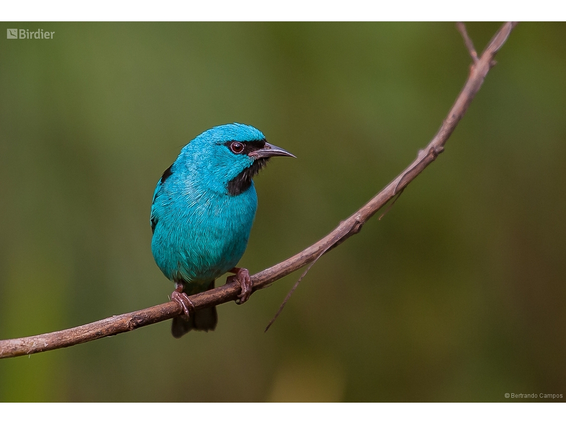 Dacnis cayana