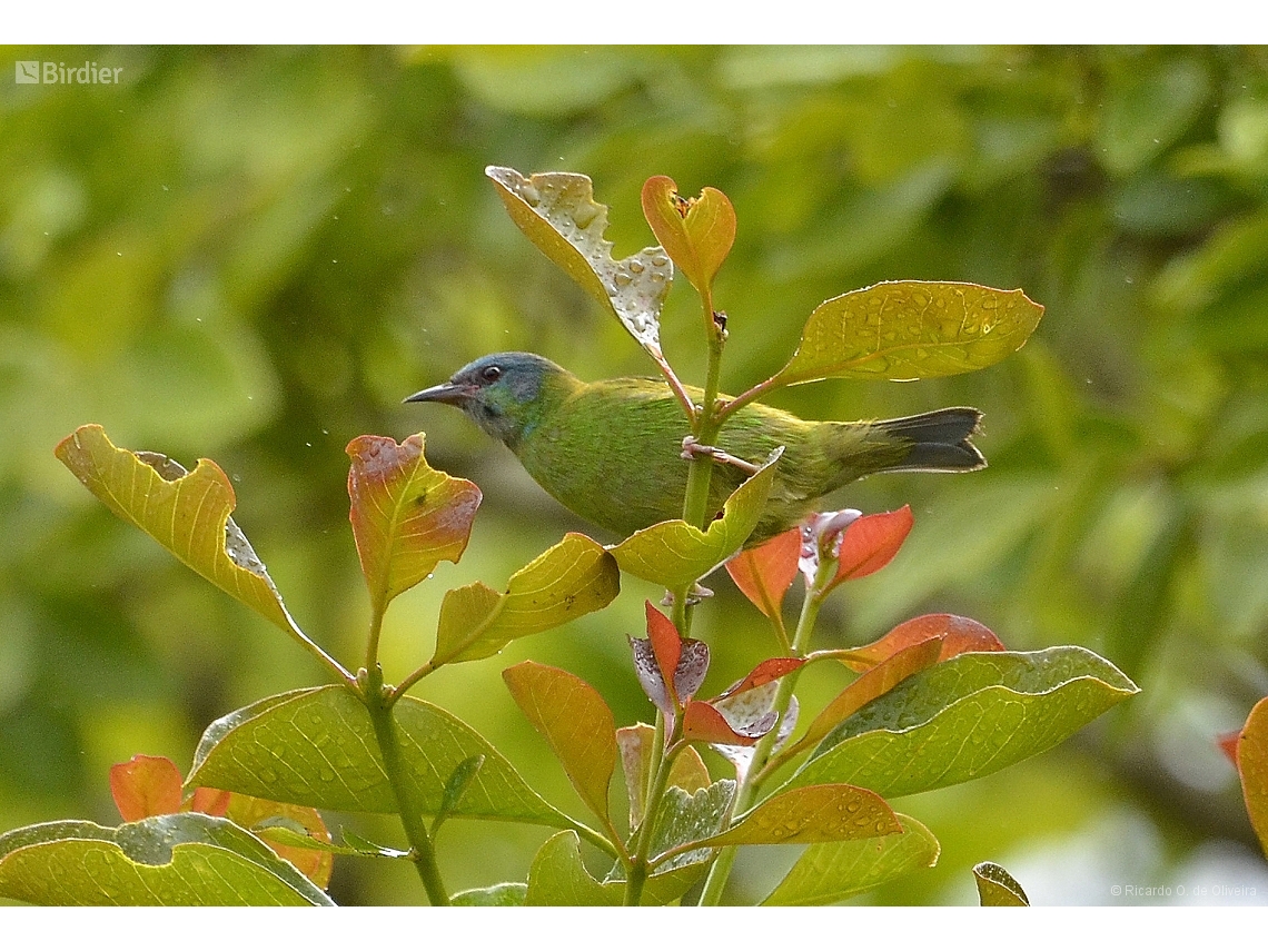Dacnis cayana