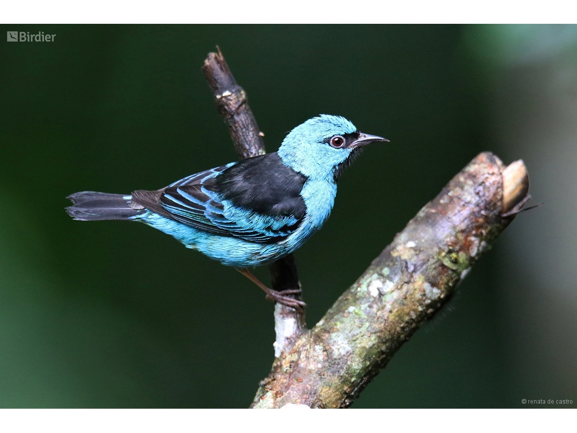 Dacnis cayana