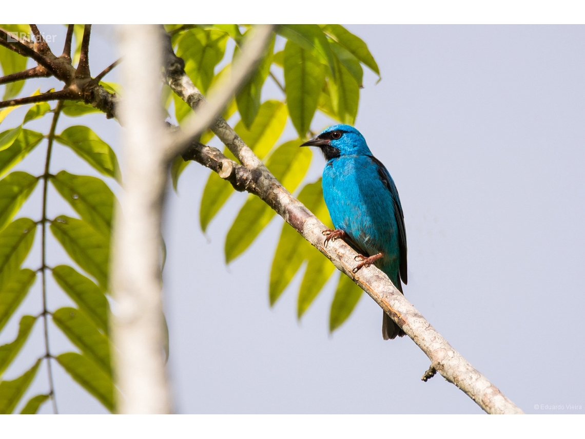 Dacnis cayana