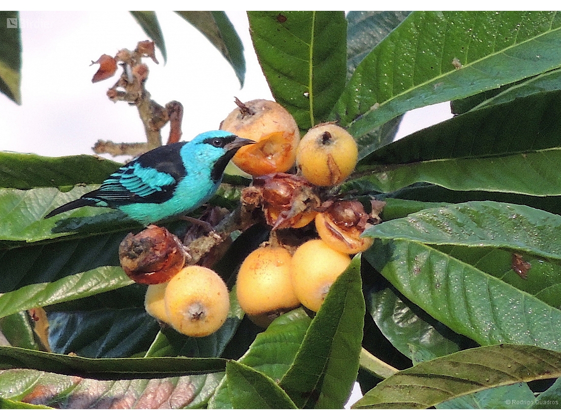 Dacnis cayana