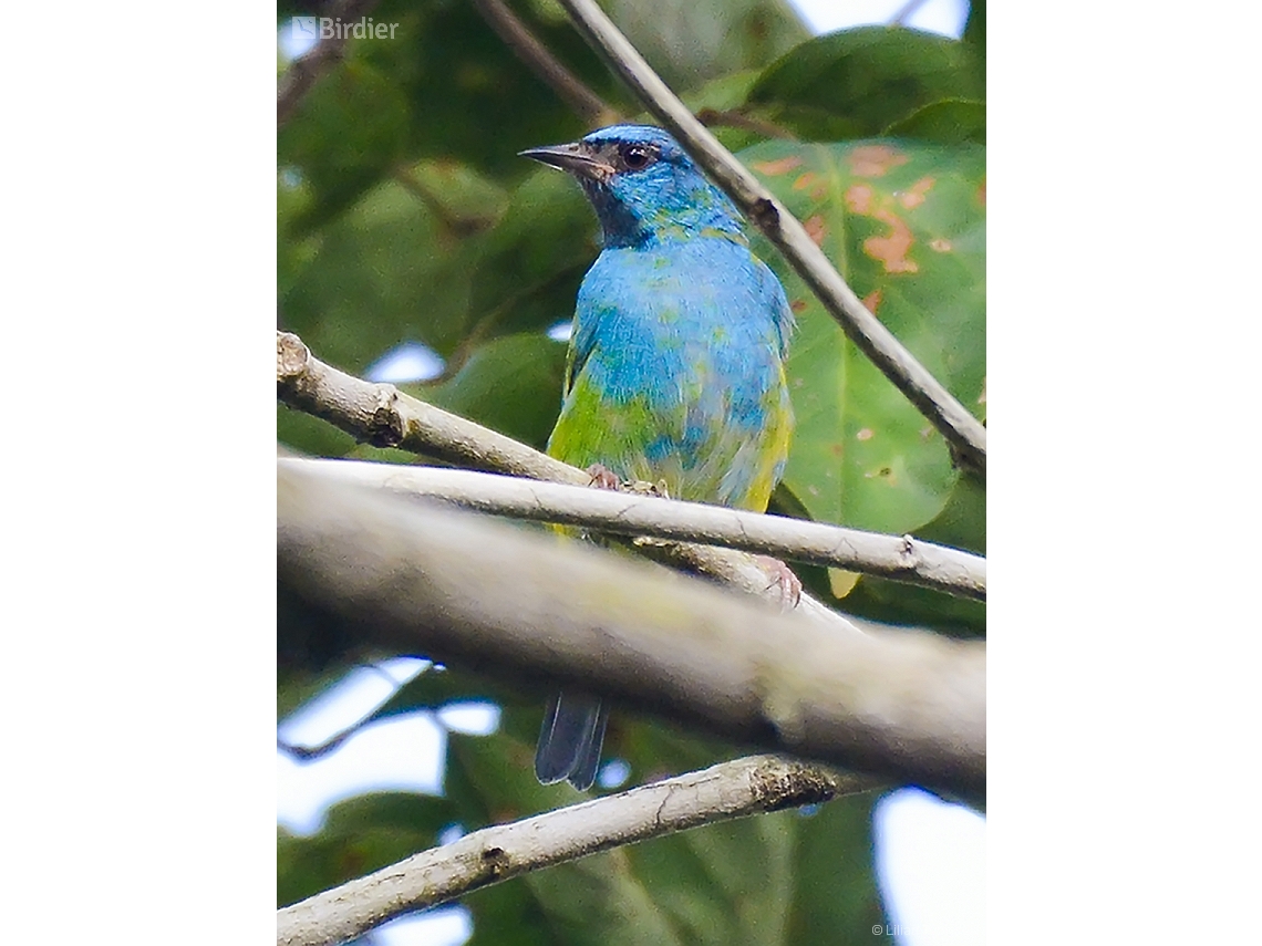 Dacnis cayana