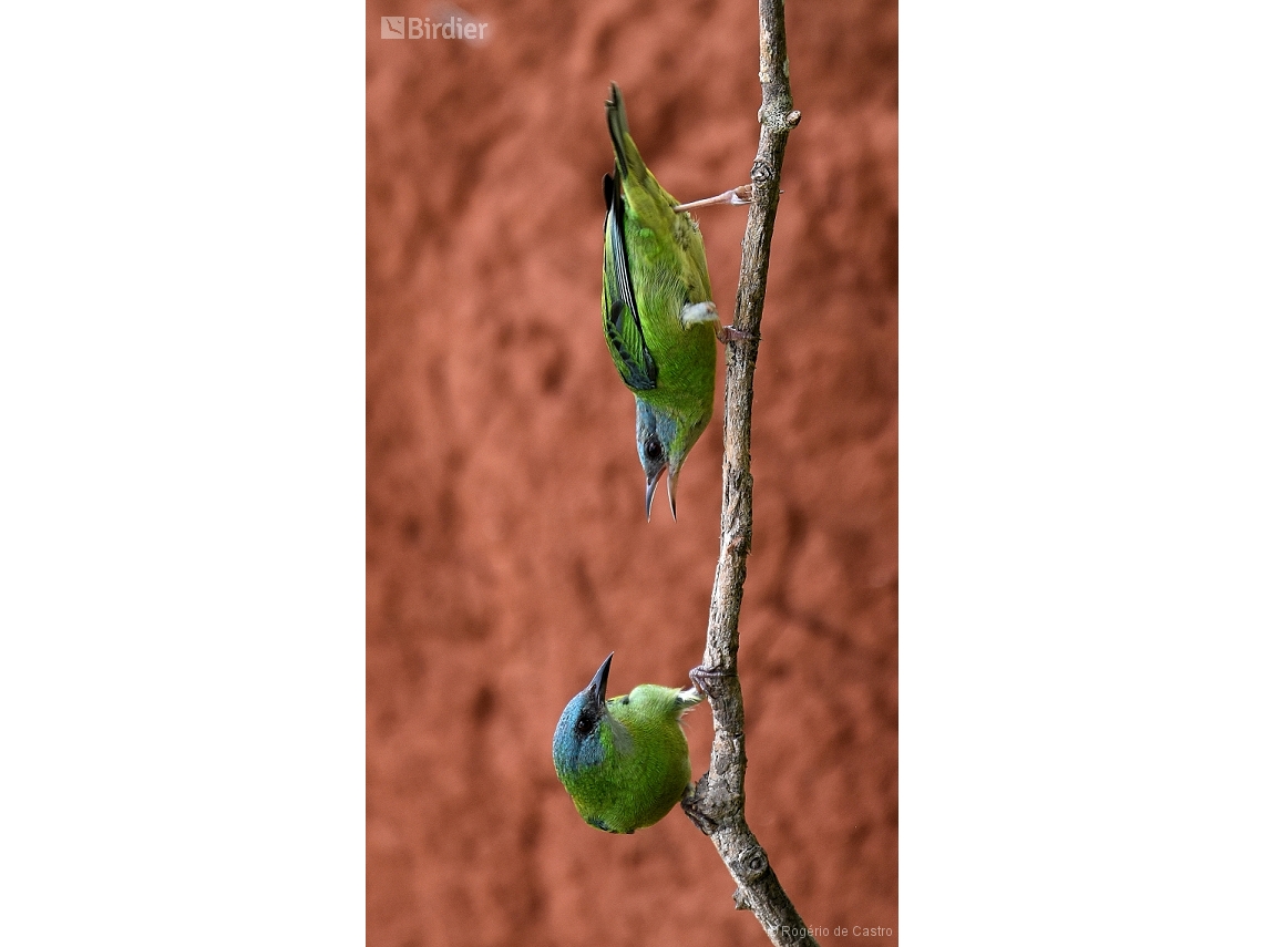 Dacnis cayana
