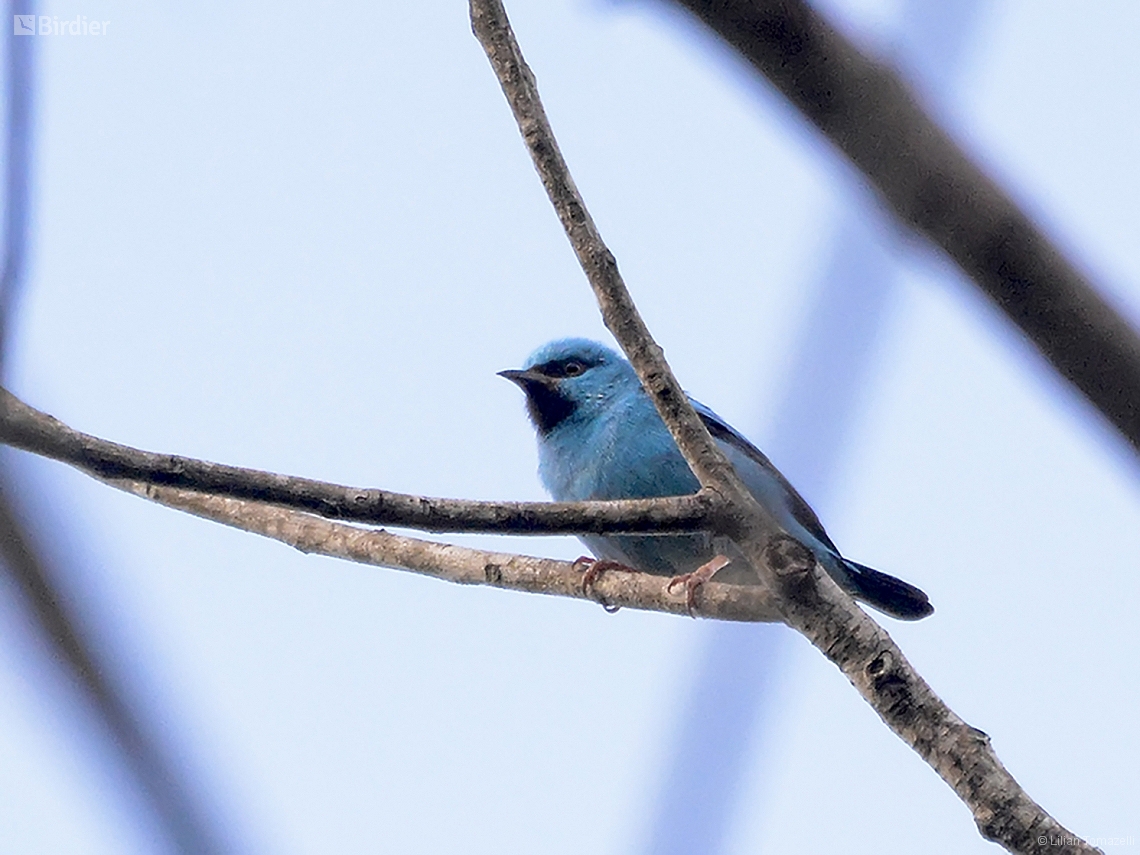 Dacnis cayana