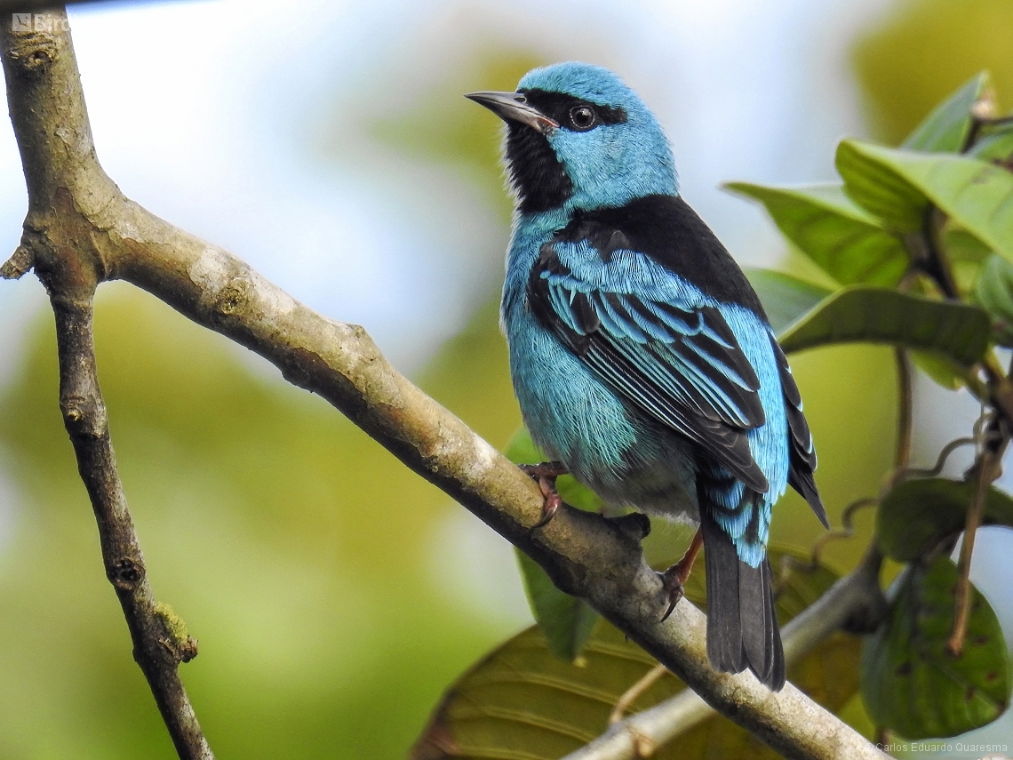 Dacnis cayana