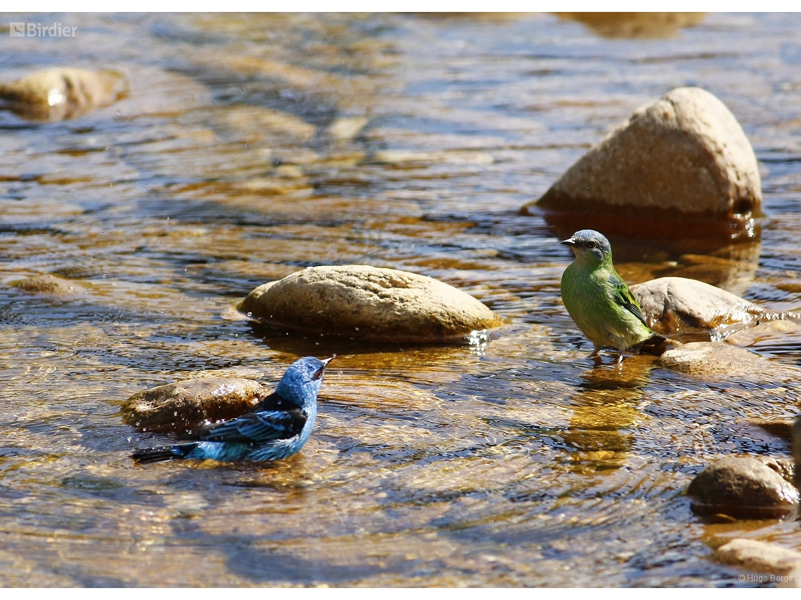 Dacnis cayana