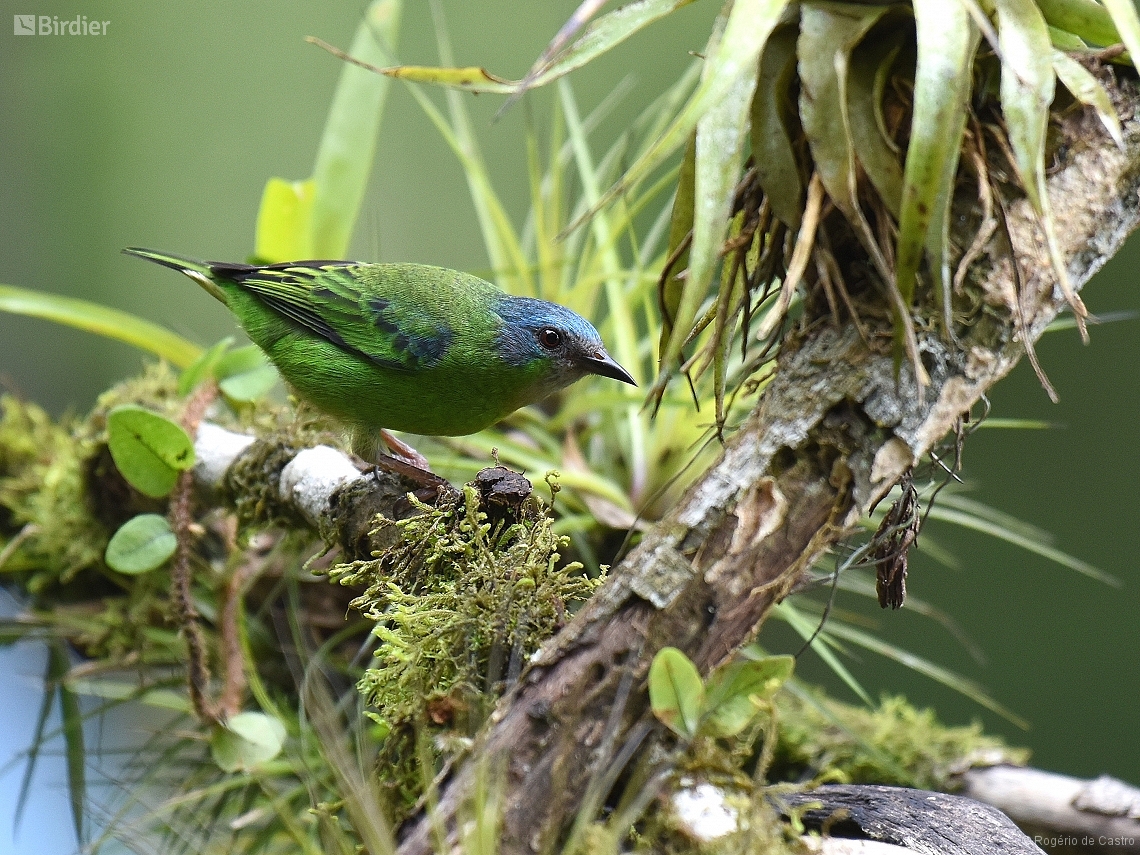 Dacnis cayana