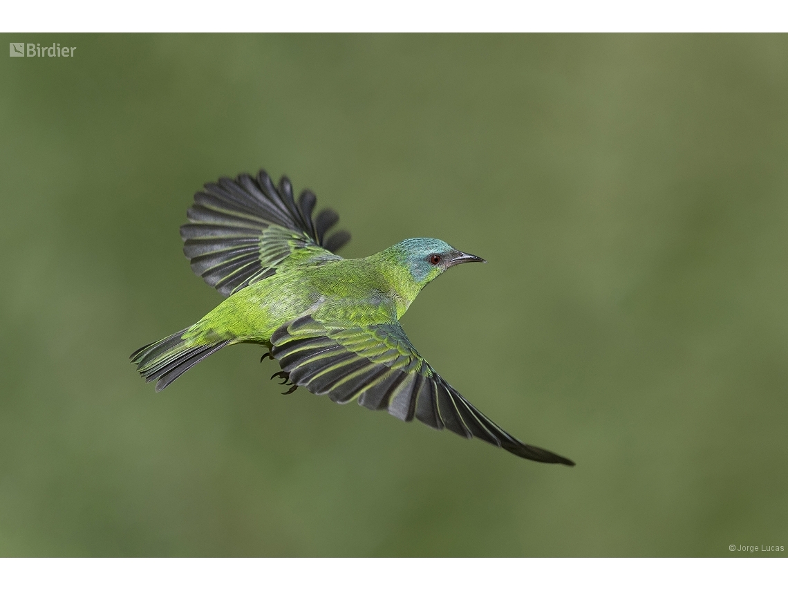 Dacnis cayana