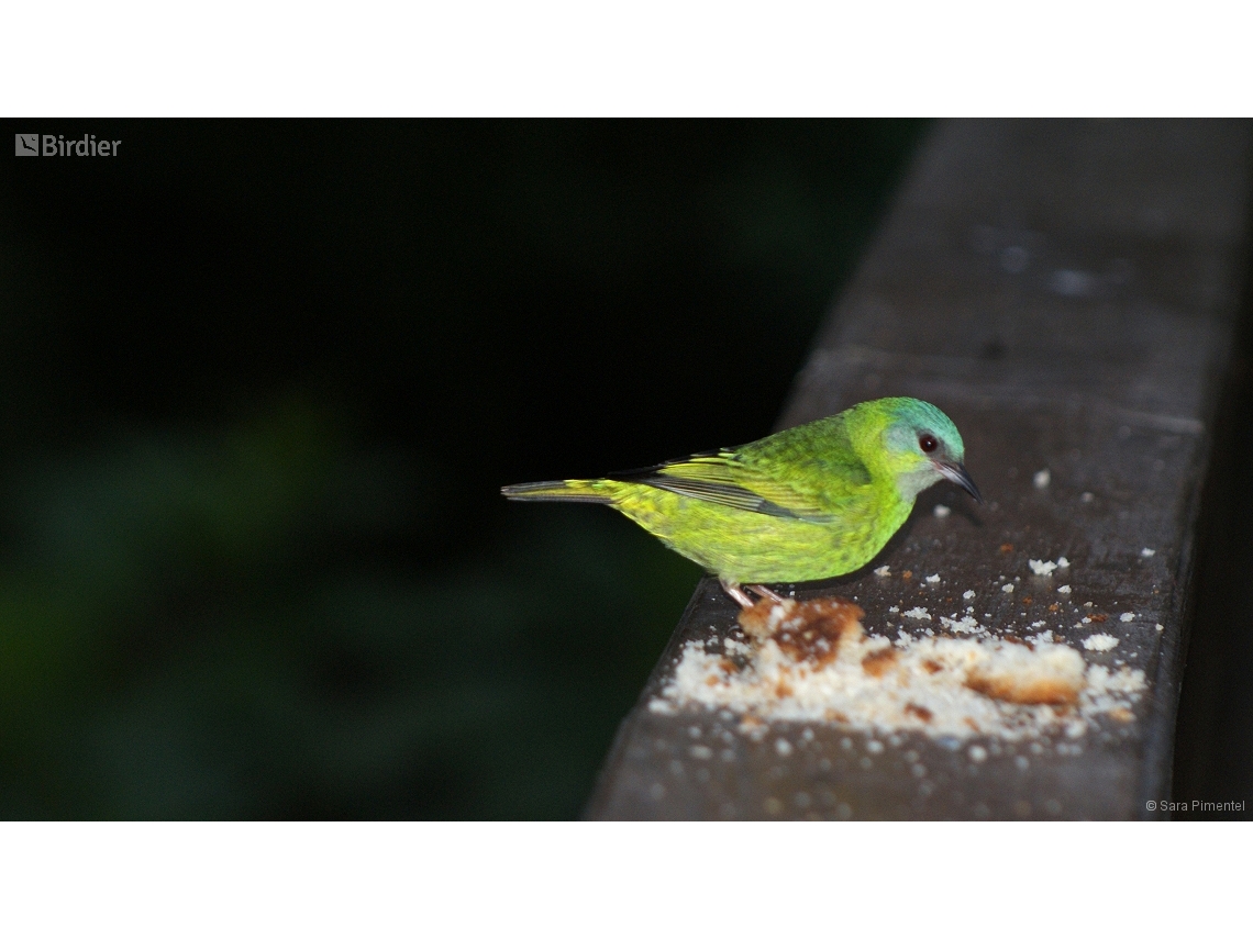 Dacnis cayana