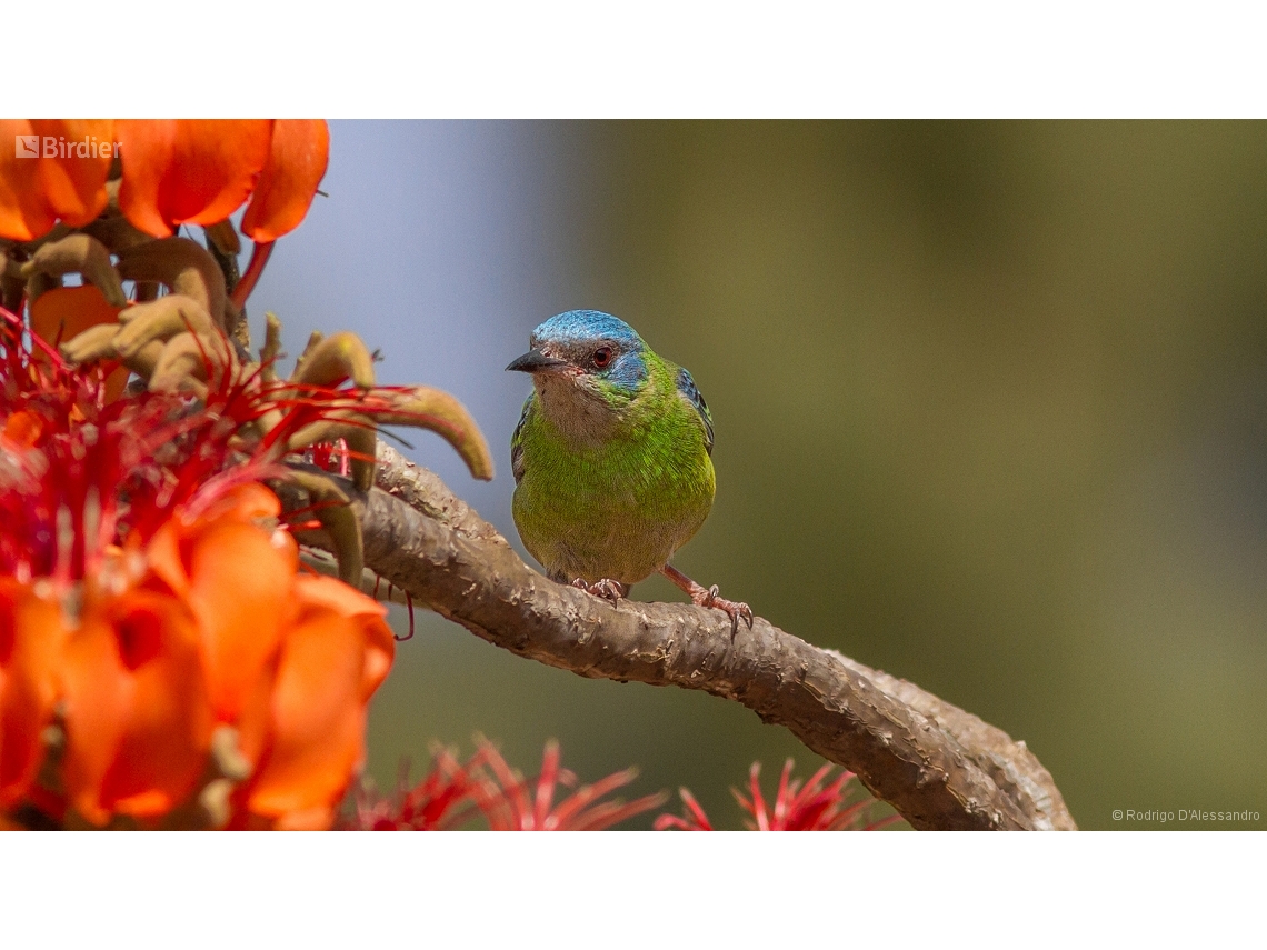 Dacnis cayana