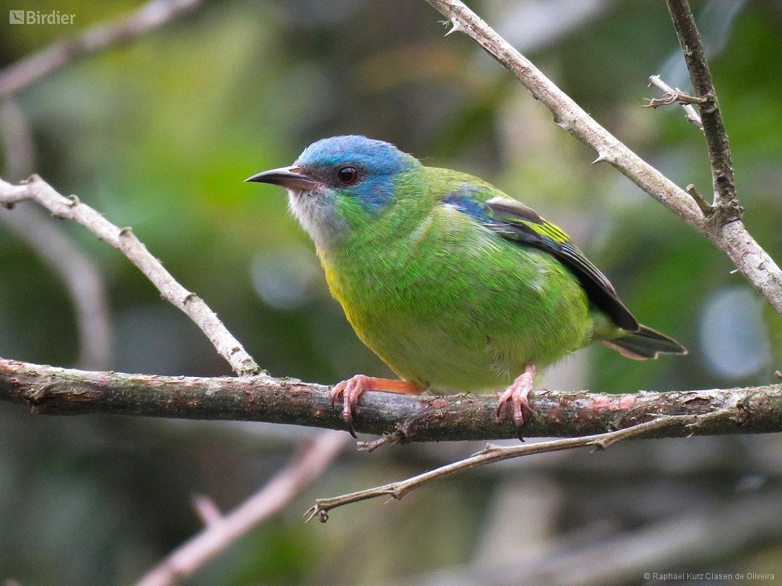 Dacnis cayana