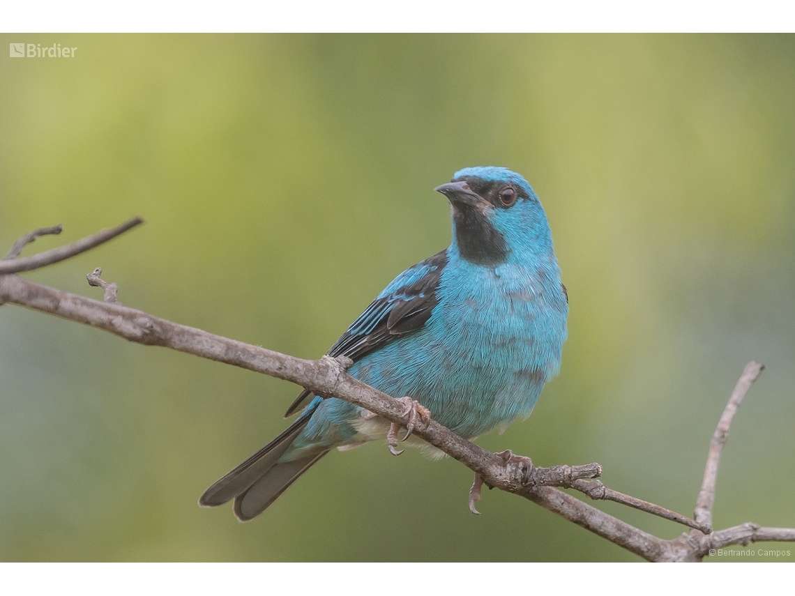 Dacnis cayana