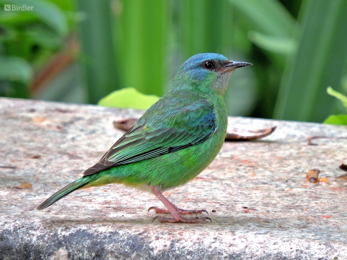 Dacnis cayana