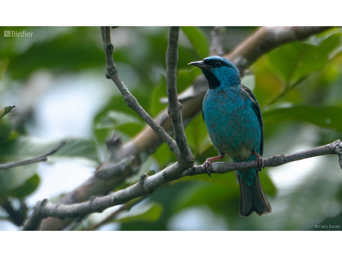 Dacnis cayana