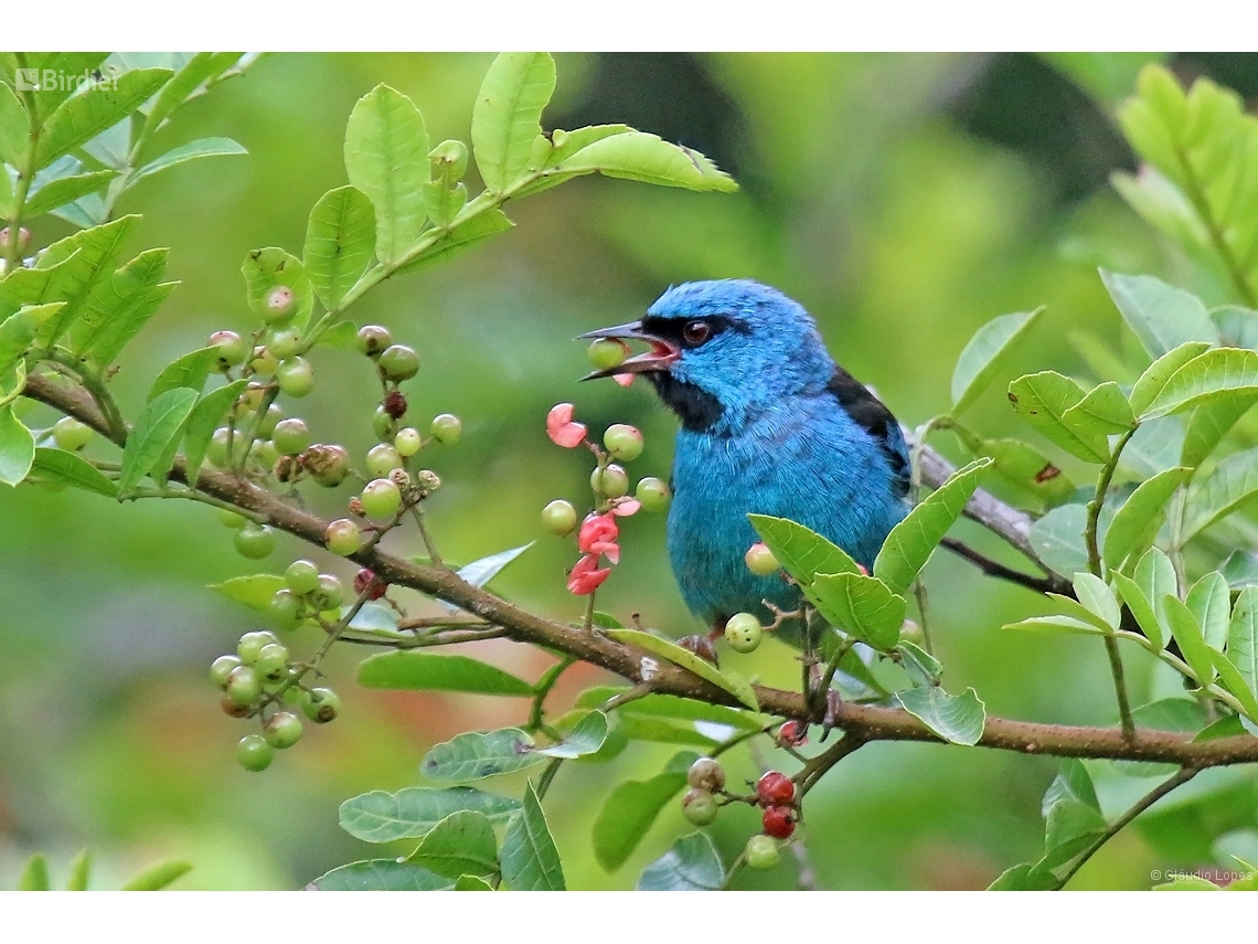 Dacnis cayana