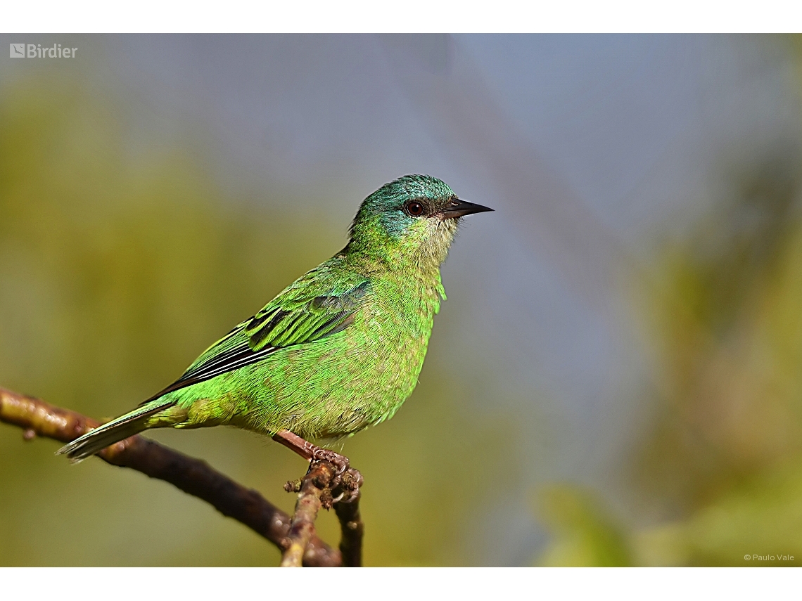 Dacnis cayana