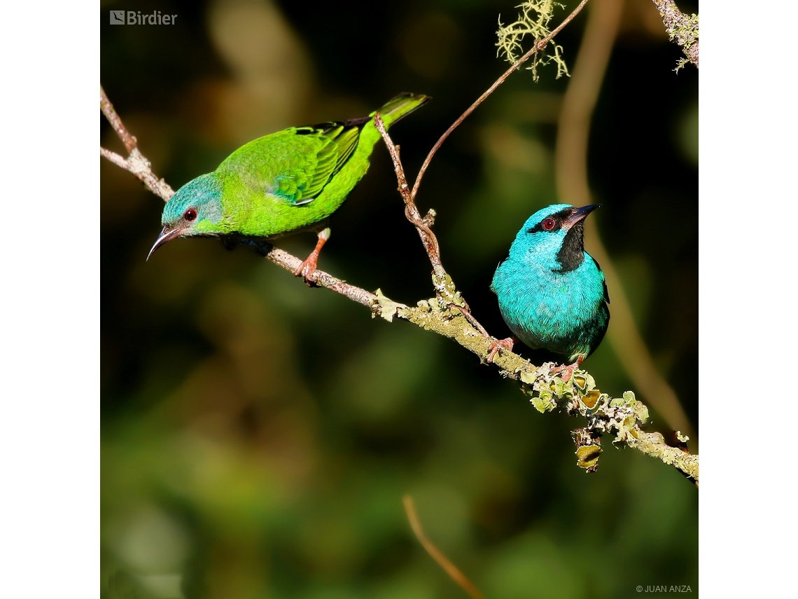 Dacnis cayana