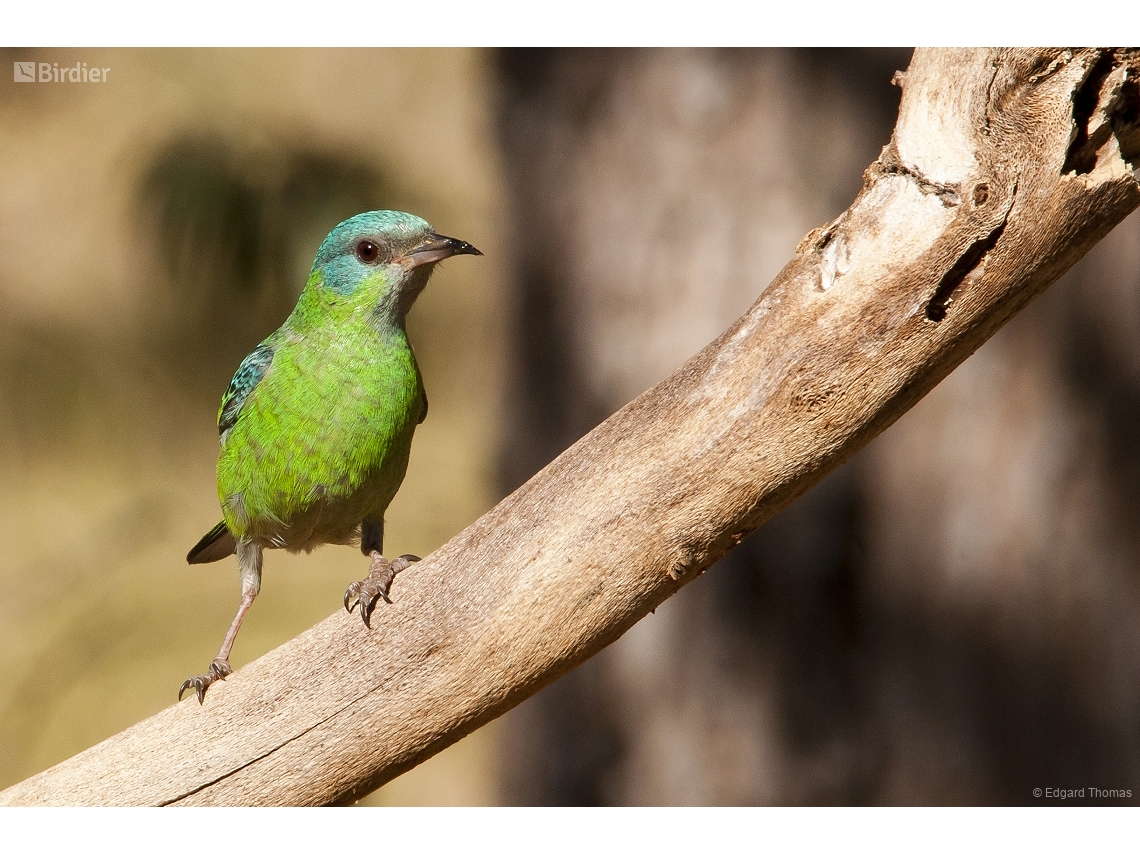 Dacnis cayana