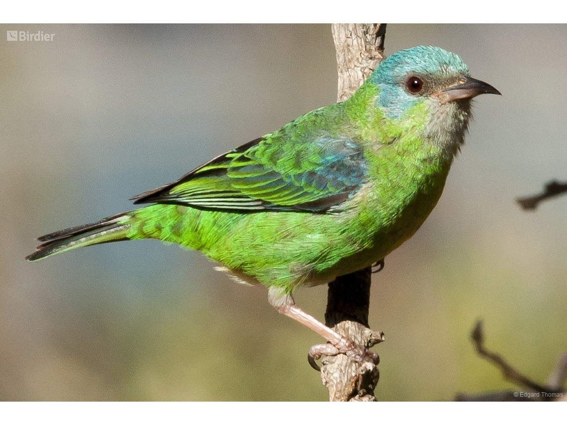 Dacnis cayana
