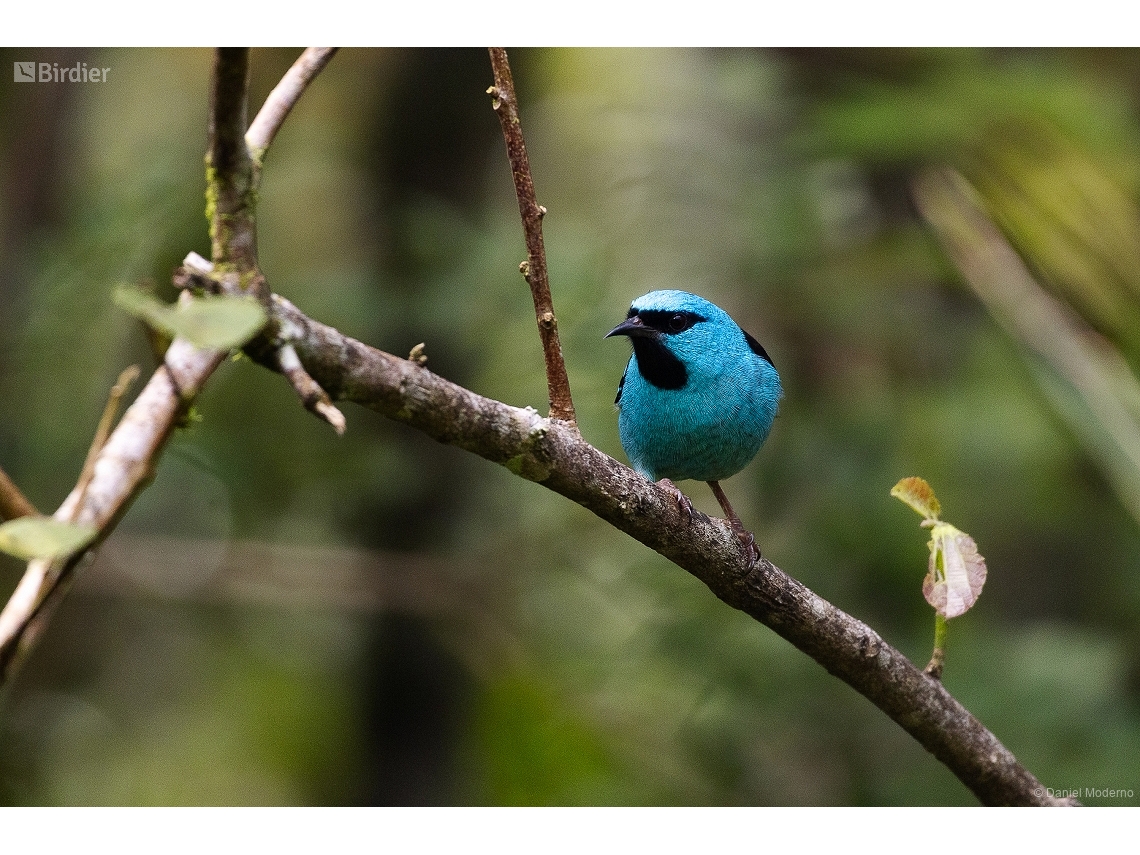 Dacnis cayana
