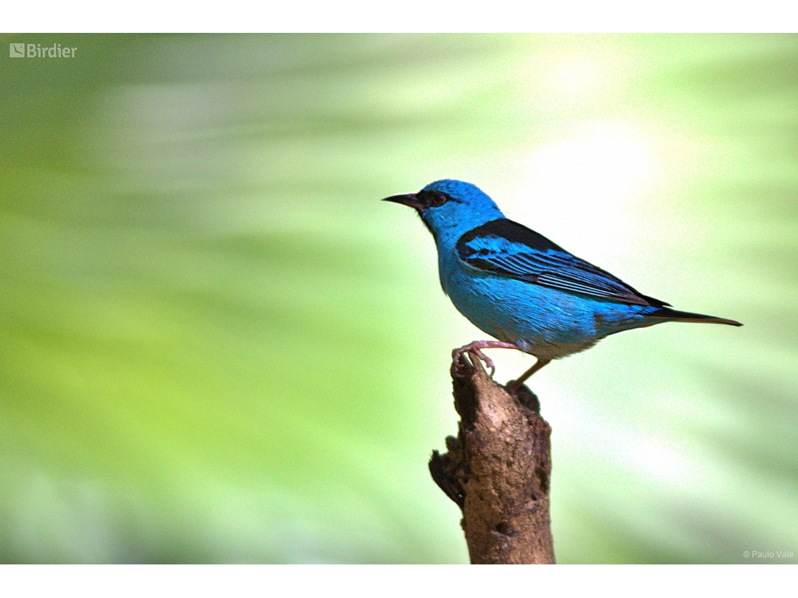 Dacnis cayana