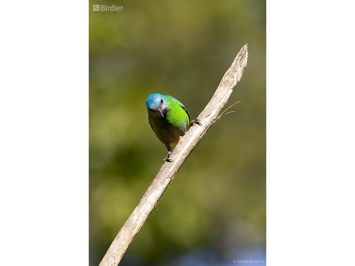 Dacnis cayana