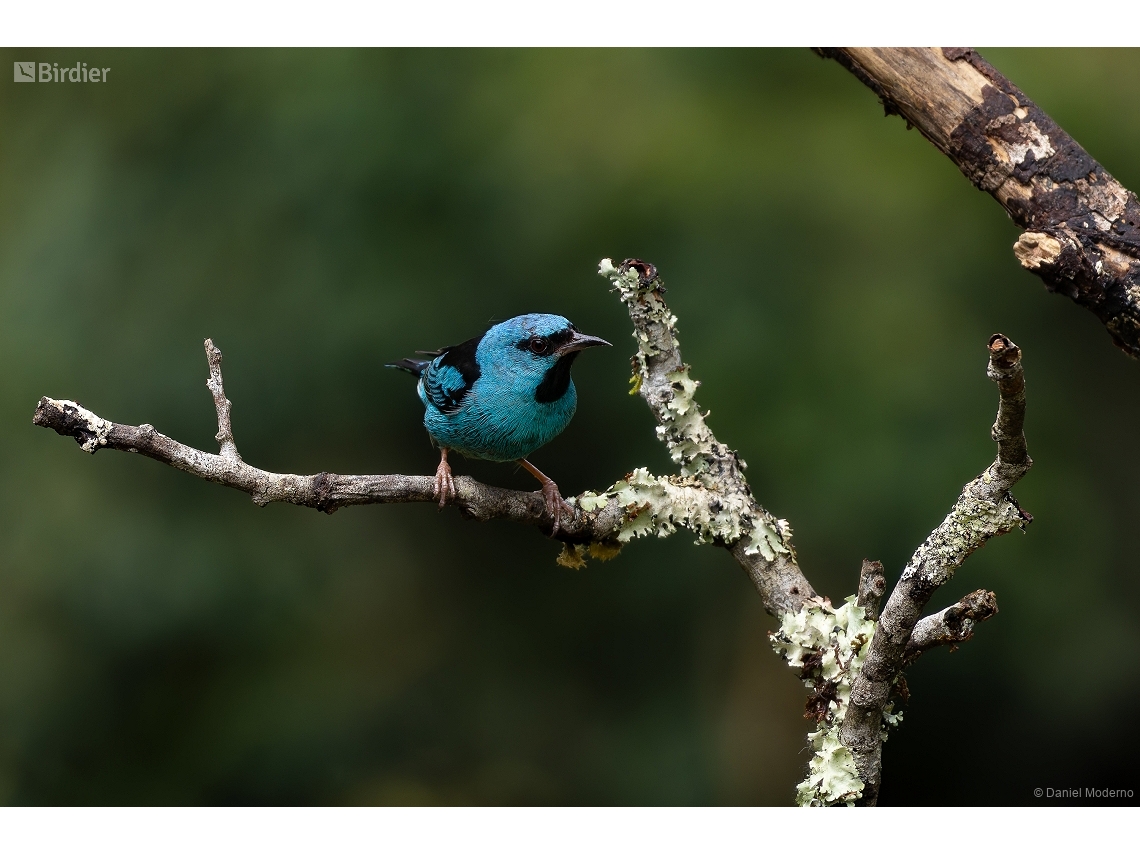 Dacnis cayana