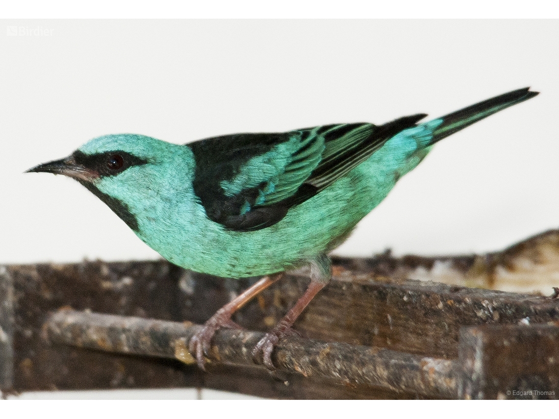 Dacnis cayana