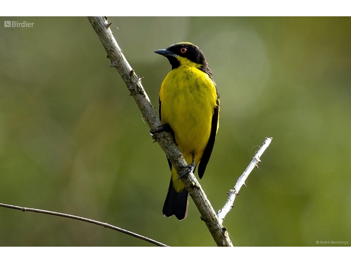 Dacnis flaviventer