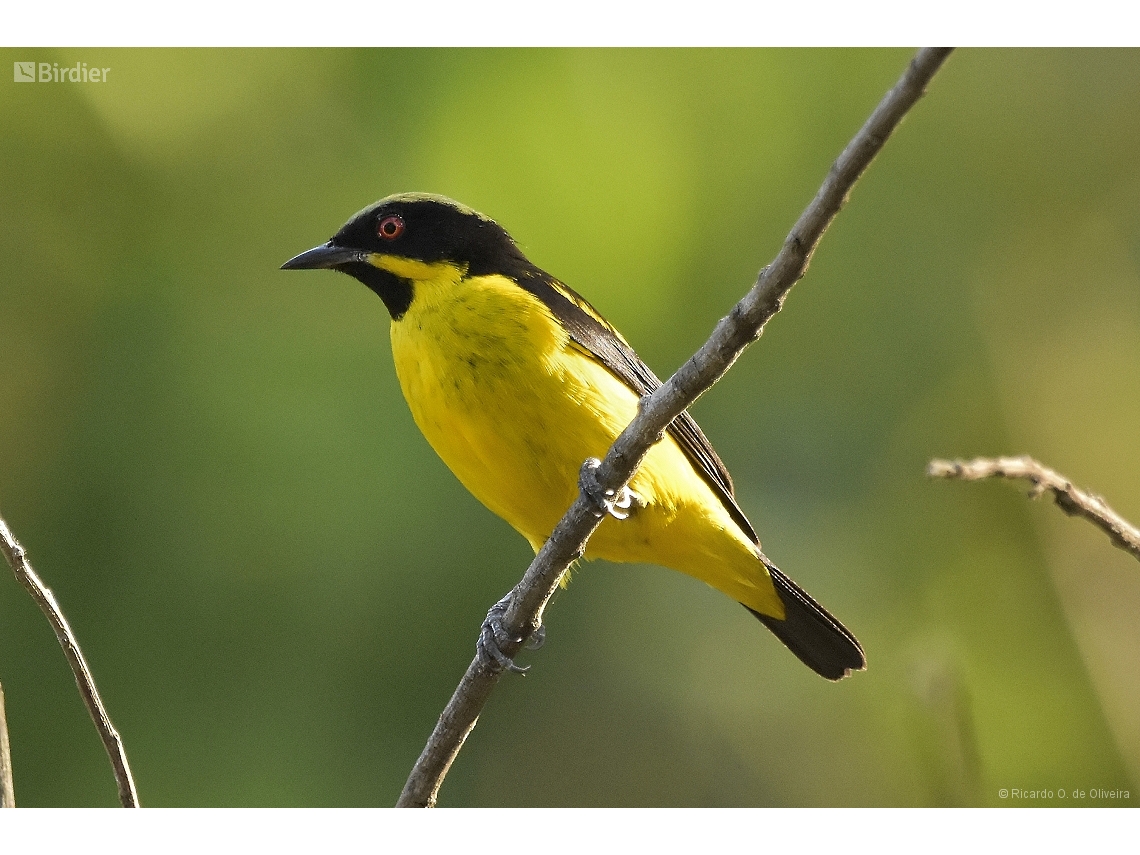 Dacnis flaviventer