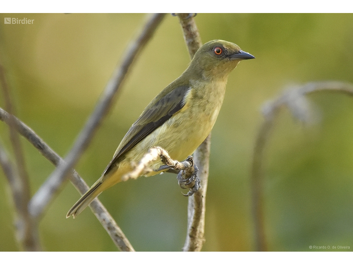 Dacnis flaviventer