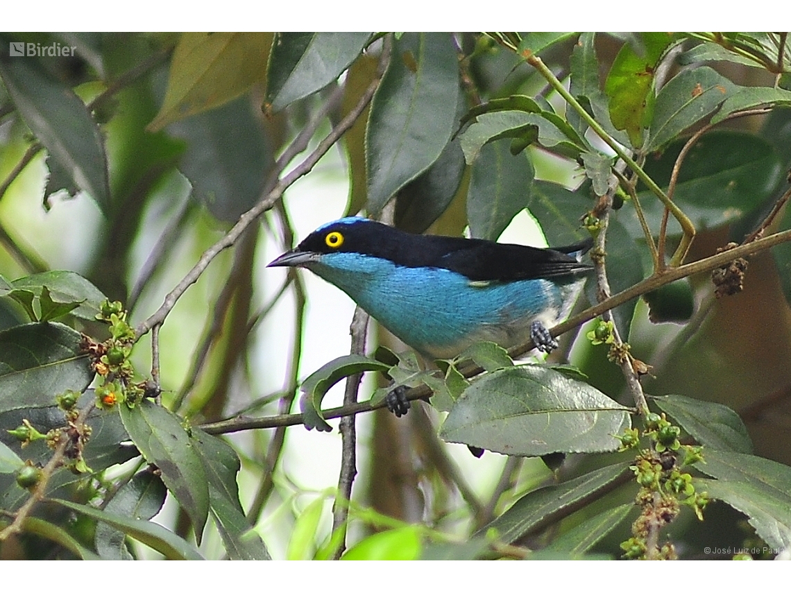 Dacnis lineata