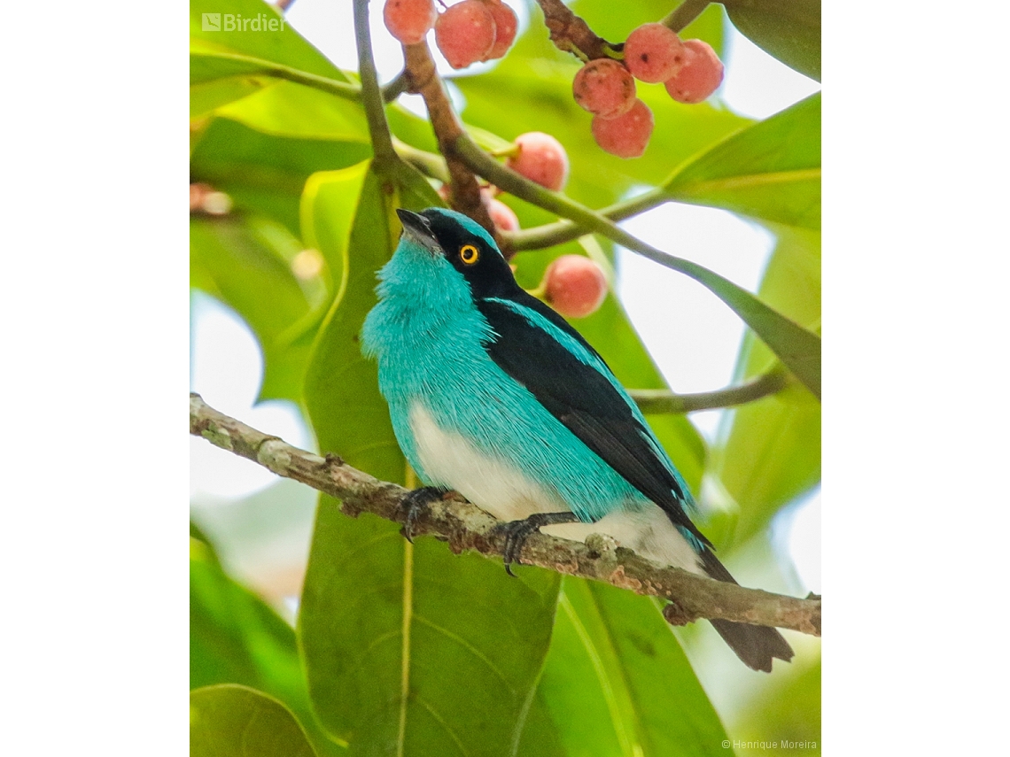 Dacnis lineata