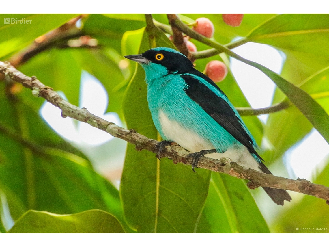 Dacnis lineata