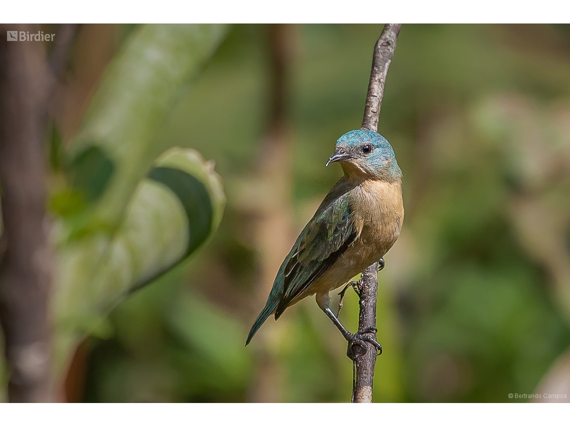 Dacnis nigripes