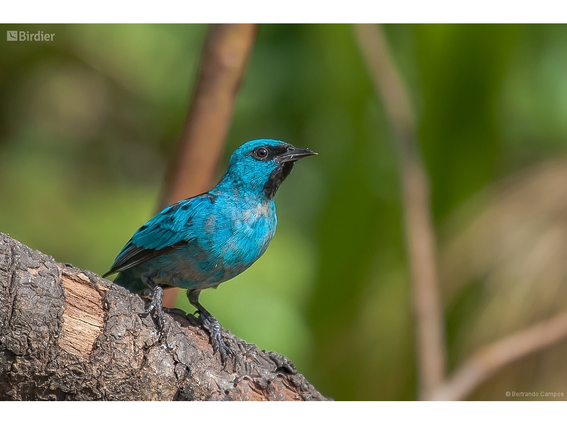 Dacnis nigripes