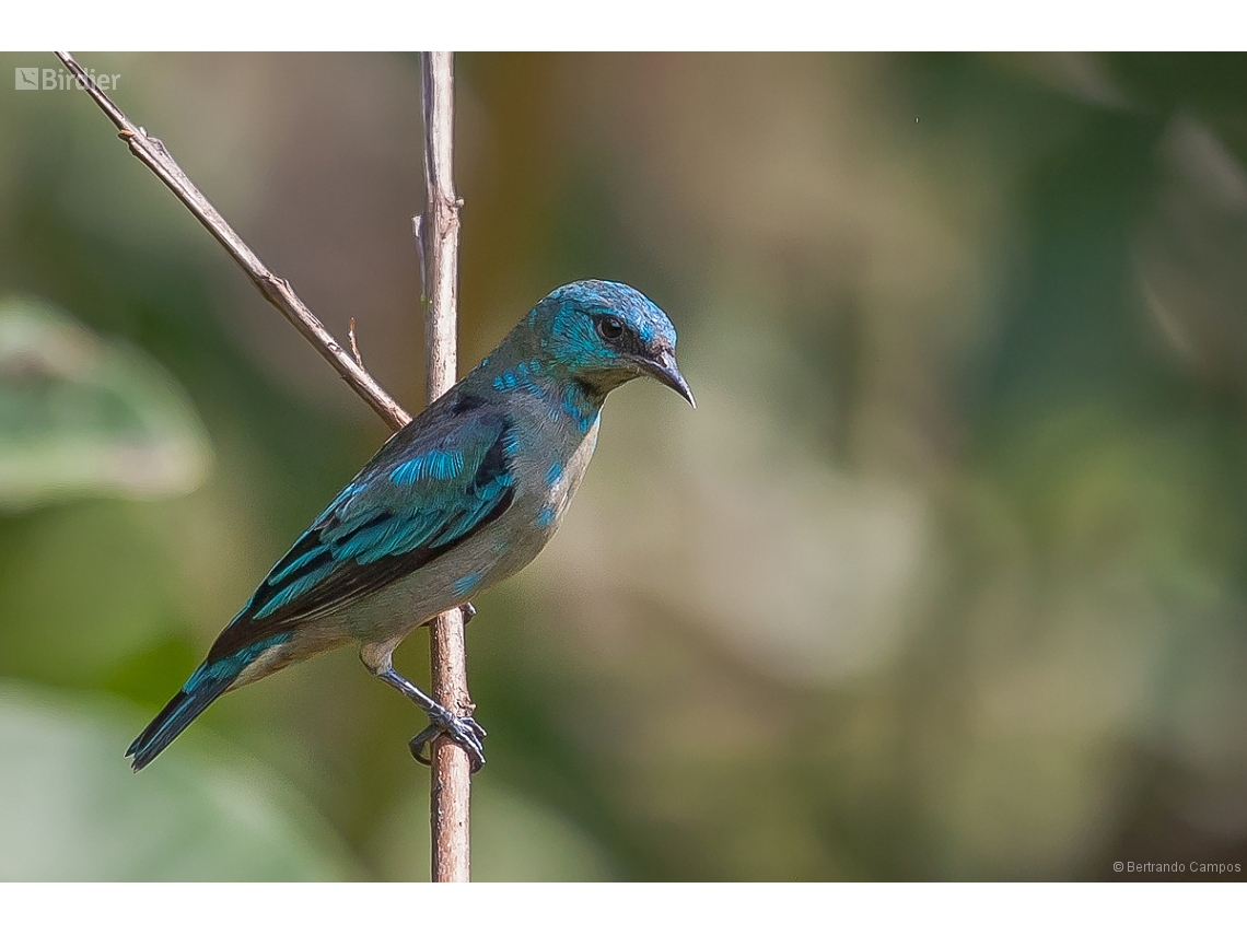 Dacnis nigripes