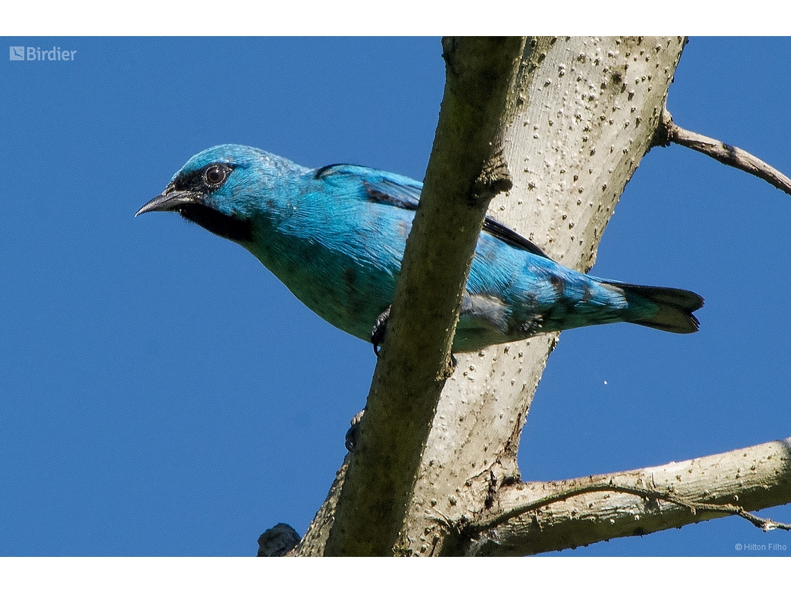 Dacnis nigripes
