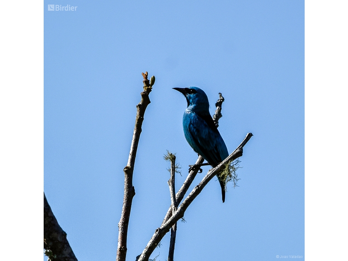 Dacnis nigripes