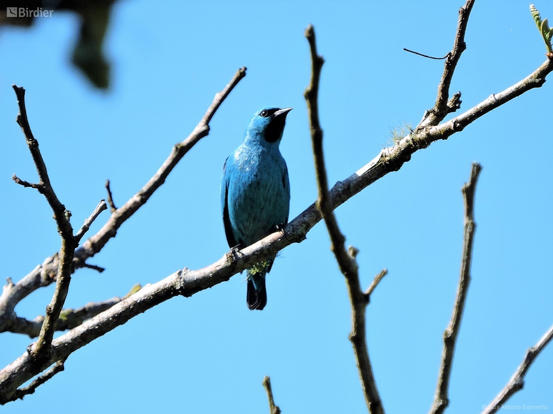 Dacnis nigripes