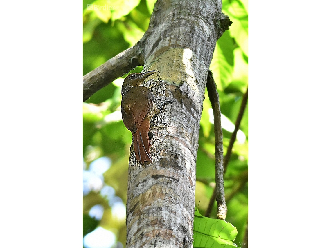 Dendrexetastes rufigula