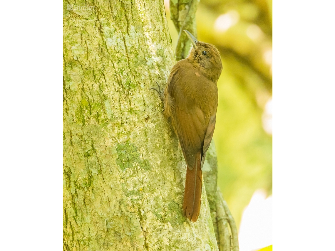 Dendrocincla turdina