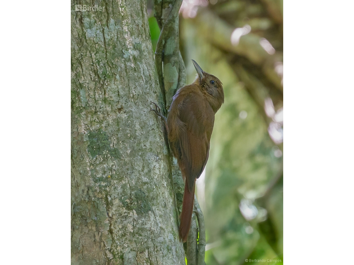 Dendrocincla turdina