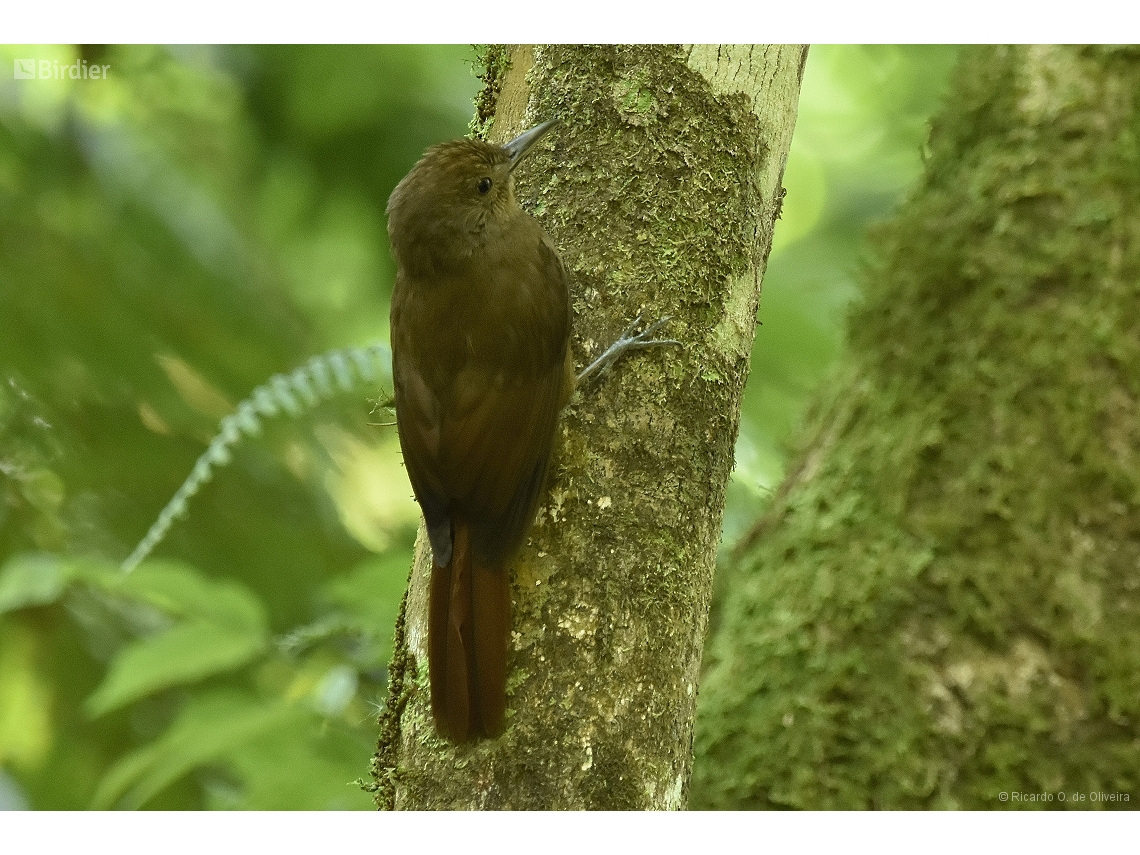 Dendrocincla turdina