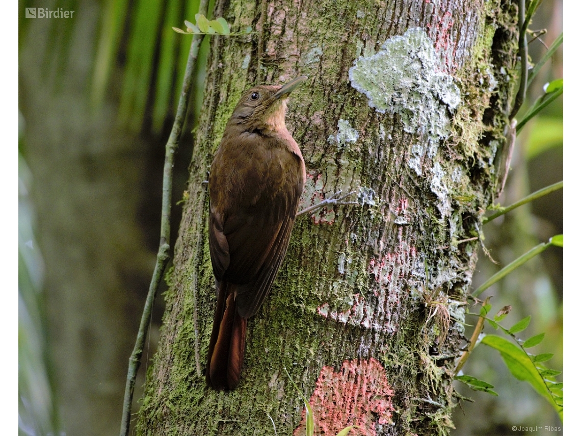 Dendrocincla turdina