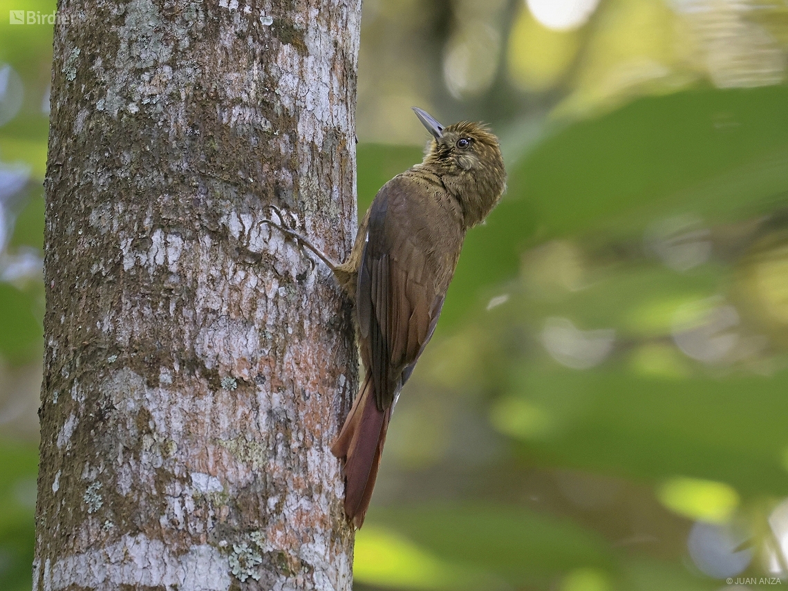 Dendrocincla turdina