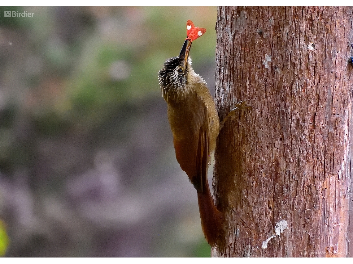 Dendrocolaptes platyrostris