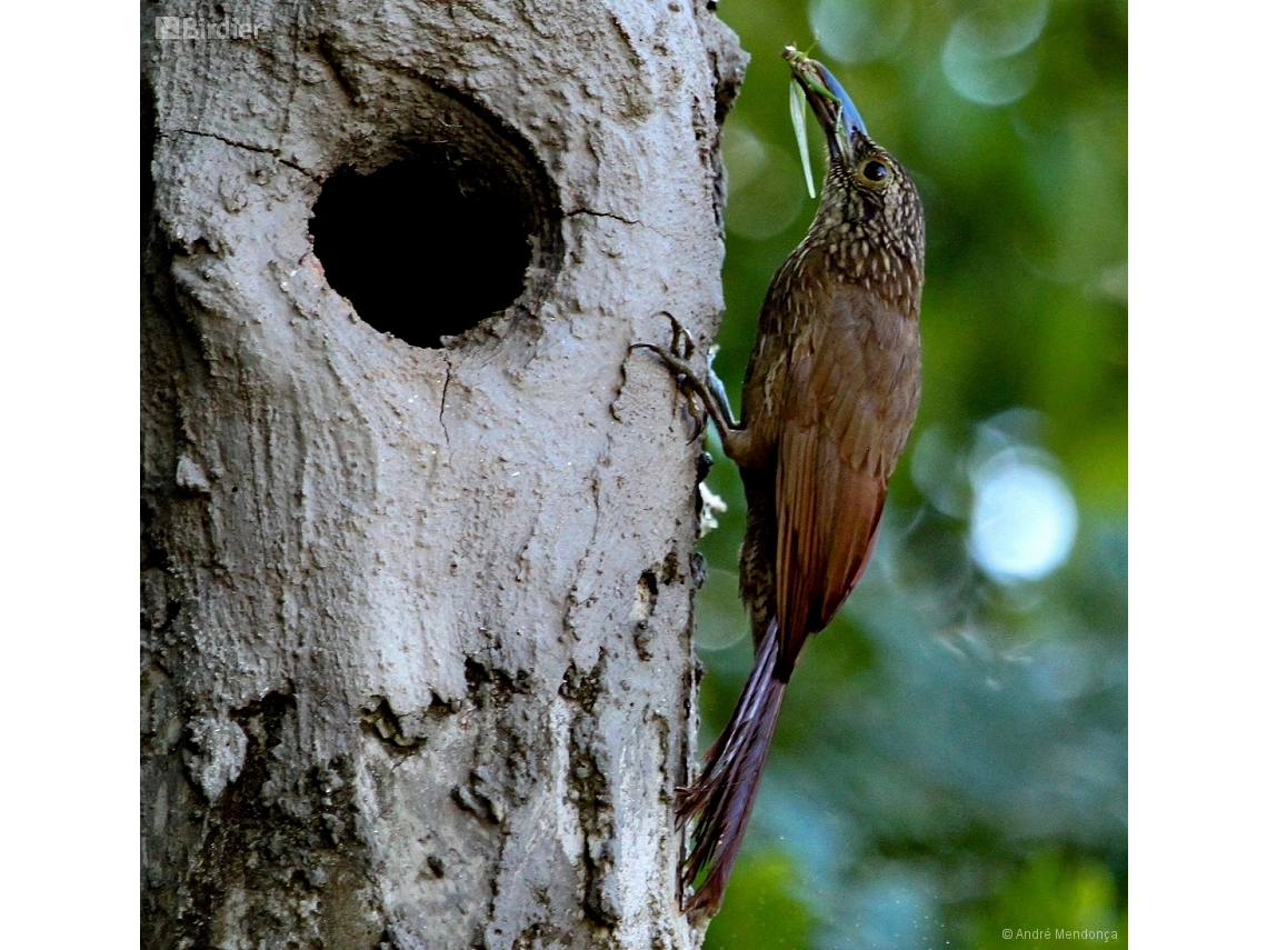 Dendrocolaptes platyrostris