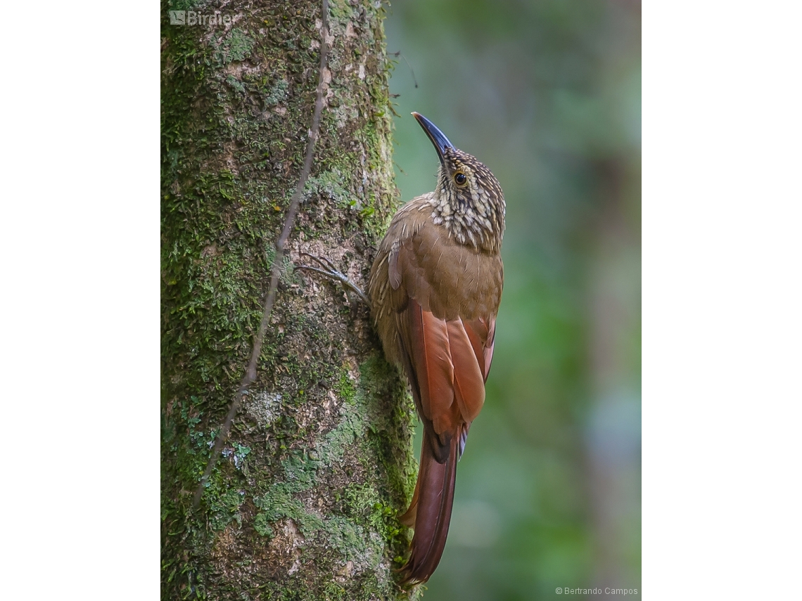 Dendrocolaptes platyrostris