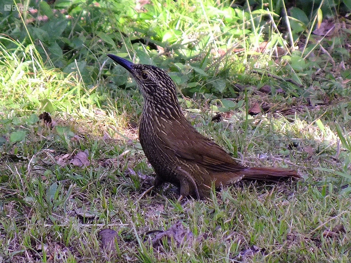 Dendrocolaptes platyrostris